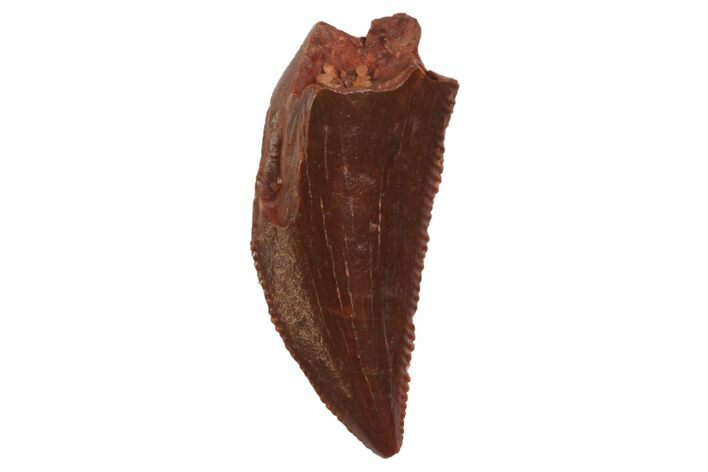 Serrated, Raptor Tooth - Real Dinosaur Tooth #135183